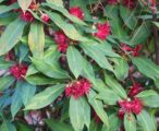 Illicium Floridanum