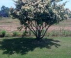 Ligustrum 'Lucidium' Tree Form
