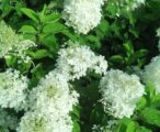 Hydrangea Limelight pp#12874 - 3 GAL