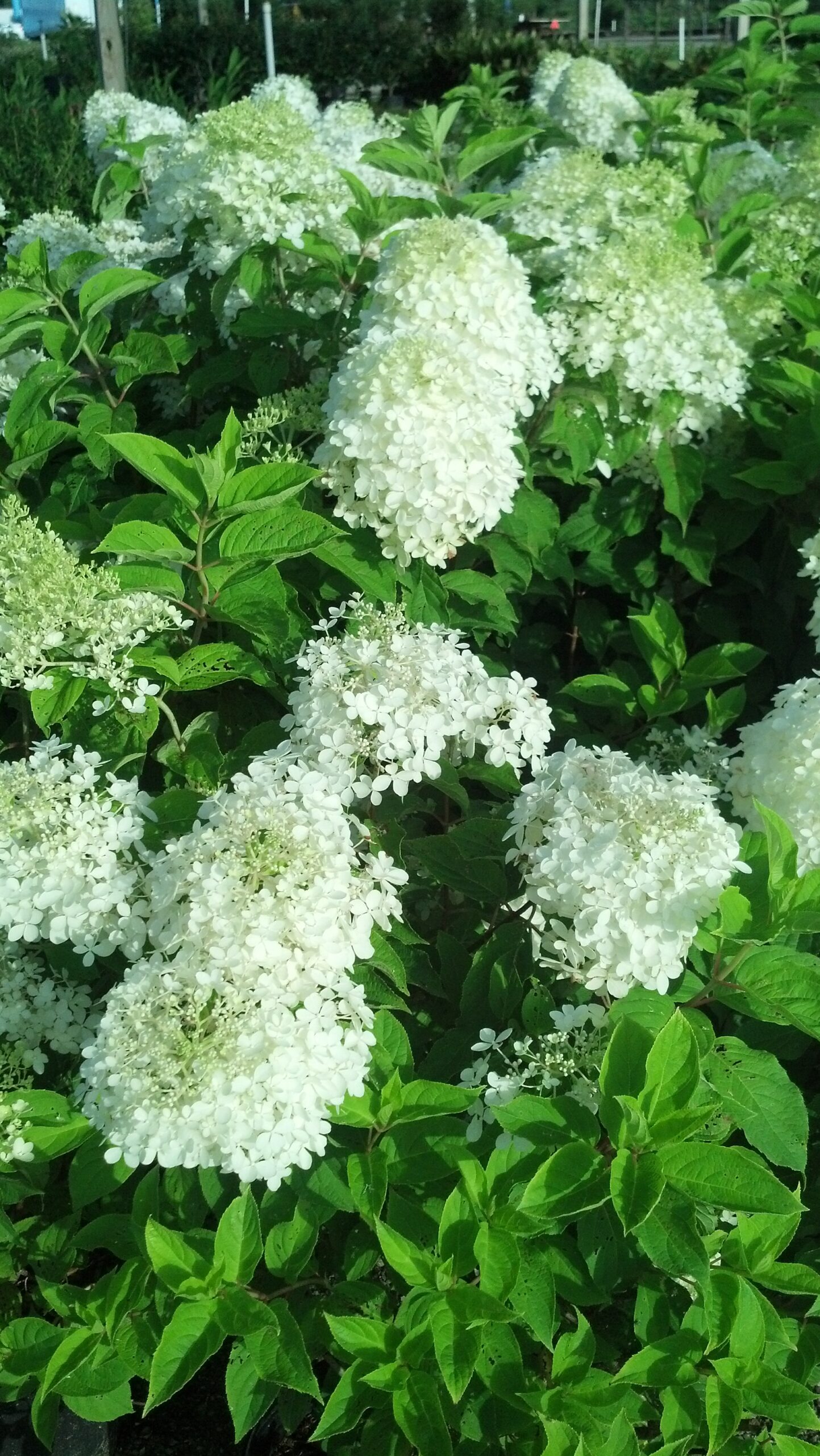 Hydrangea Limelight pp#12874 - 3 GAL