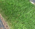 Empire Zoysia