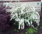 Spiraea Reeves
