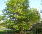 Oak Laurel