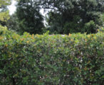 Viburnum Odoratissimum