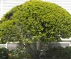 Wax Myrtle