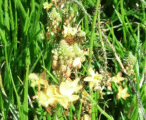 Bulbine