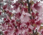 Cherry Oakme
