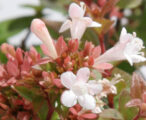 Abelia Rose Creek