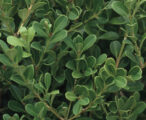 Boxwood Japanese