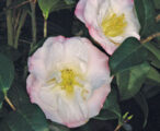 Camellia Japonica