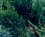 Leyland Cypress