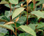 Elaeagnus Ebbingei