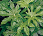 Fatsia Japonica