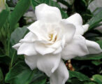 Gardenia Frost Proof