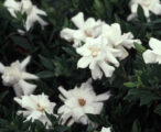 Gardenia Radicans
