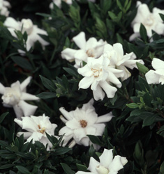 Gardenia Radicans