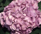 Hydrangea Glory Blue
