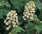 Hydrangea Semmes Beauty