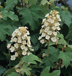 Hydrangea Semmes Beauty