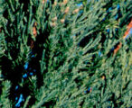 Juniper Blue Point