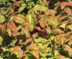 Nandina Dwarf Firepower