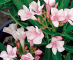 Oleander Dwarf