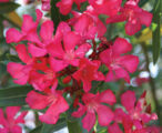 Oleander Red