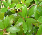Osmathus Sweet Olive