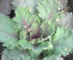 Kale