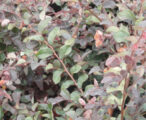 Loropetalum Ruby
