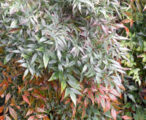 Nandina Domestica Compacta