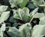 Ornamental Cabbage