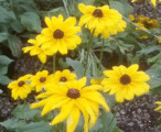 Rudbeckia Blackeyed Susan