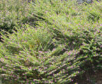 Cuphea Mexican Heather