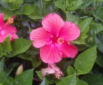 Hibiscus Seminole Pink