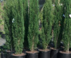 Italian Cypress