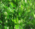 Ligustrum Lucidium