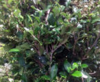 Ligustrum Recurvifolia