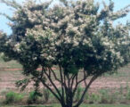 Ligustrum Tree Form