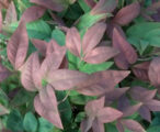 Nandina Blush Pink