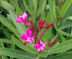 Oleander Calypso
