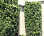 Podocarpus Maki