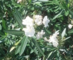 White Oleander