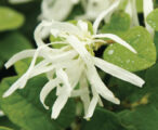 Loropetalum Emerald Snow