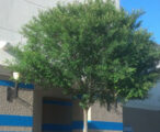 Bosque Elm