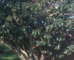 Loquat
