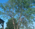 River Birch Dura Heat