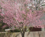 Eastern Red Bud