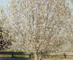 Bradford Pear