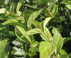 Viburnum Suspensum
